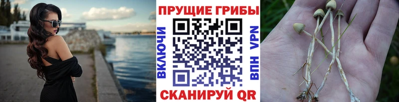 OMG как войти  Нижневартовск  Галлюциногенные грибы мухоморы 